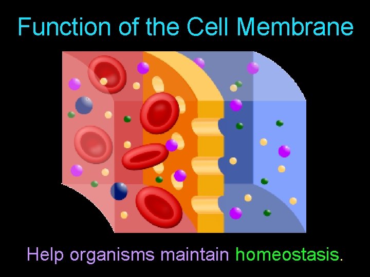 Function of the Cell Membrane Help organisms maintain homeostasis. 