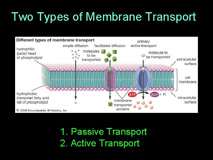 Two Types of Membrane Transport 1. Passive Transport 2. Active Transport 