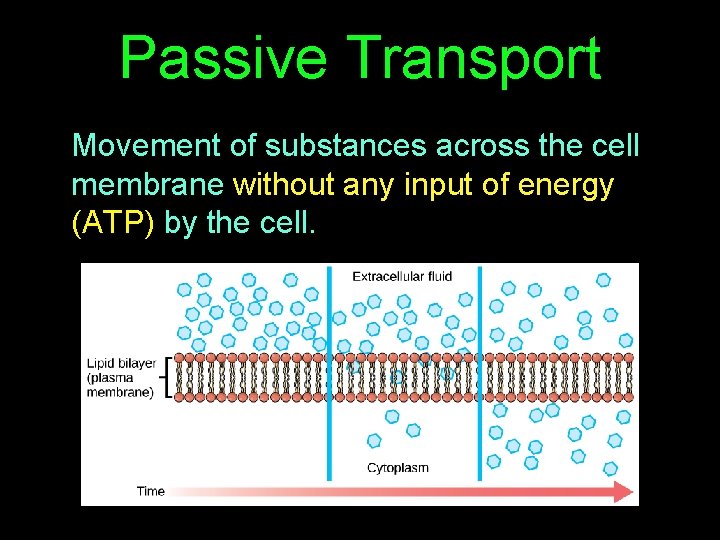 Passive Transport Movement of substances across the cell membrane without any input of energy