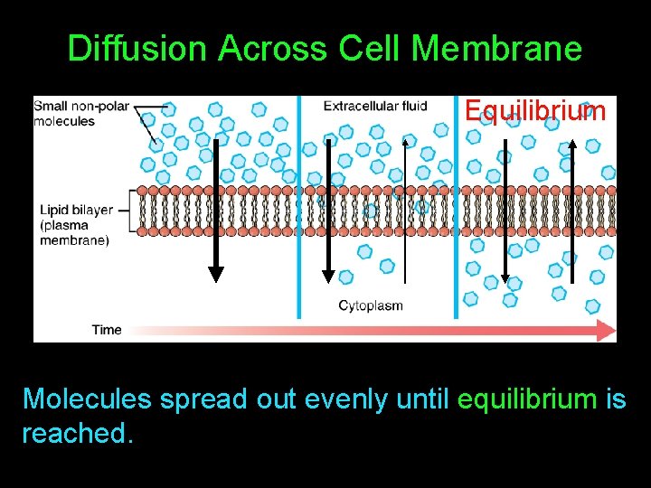 Diffusion Across Cell Membrane Equilibrium Molecules spread out evenly until equilibrium is reached. 