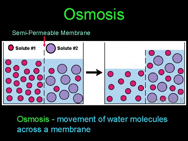 Osmosis Semi-Permeable Membrane Solute #1 Solute #2 Osmosis - movement of water molecules across