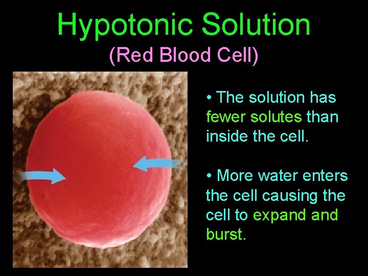 Hypotonic Solution (Red Blood Cell) • The solution has fewer solutes than inside the