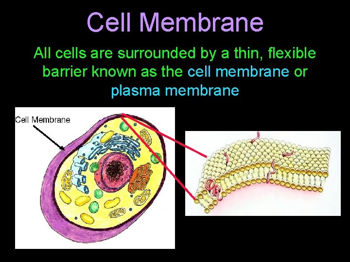 Cell Membrane All cells are surrounded by a thin, flexible barrier known as the