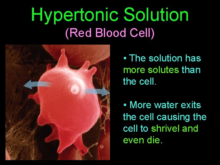 Hypertonic Solution (Red Blood Cell) • The solution has more solutes than the cell.