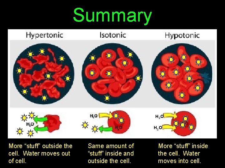 Summary H 2 O More “stuff” outside the cell. Water moves out of cell.
