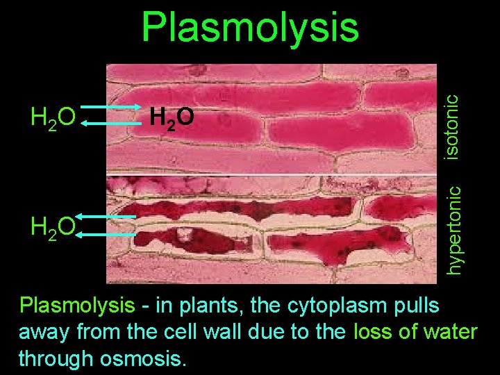 H 2 O hypertonic H 2 O isotonic Plasmolysis - in plants, the cytoplasm