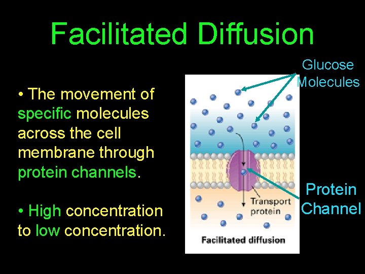 Facilitated Diffusion • The movement of specific molecules across the cell membrane through protein