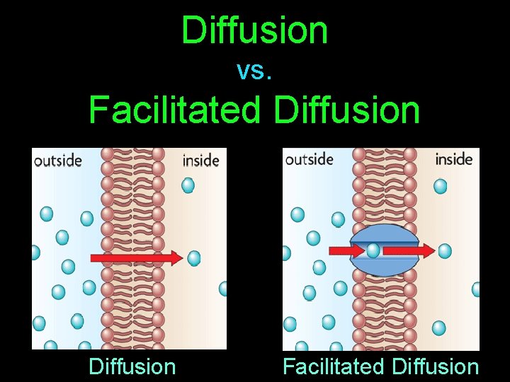 Diffusion vs. Facilitated Diffusion 