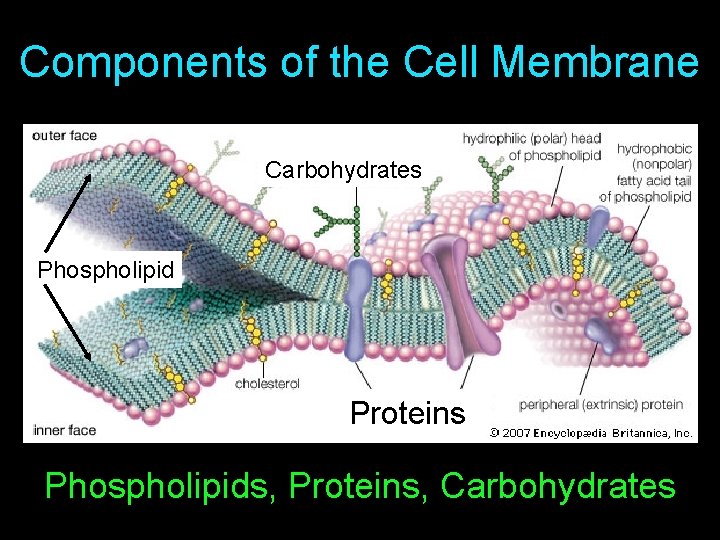 Components of the Cell Membrane Carbohydrates Phospholipid Proteins Phospholipids, Proteins, Carbohydrates 