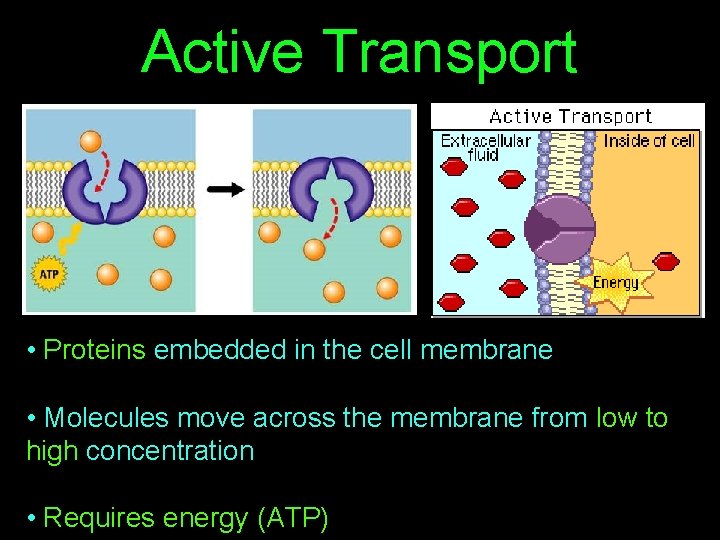 Active Transport • Proteins embedded in the cell membrane • Molecules move across the