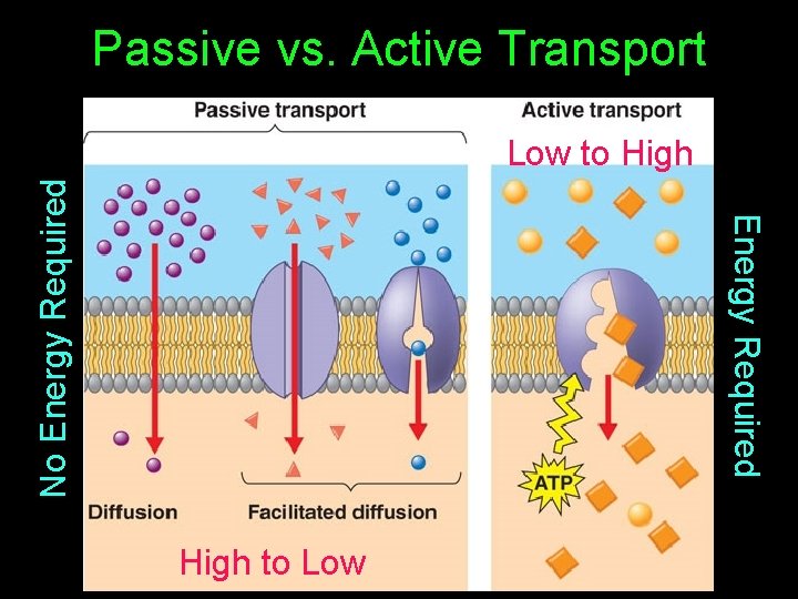 Passive vs. Active Transport Energy Required No Energy Required Low to High to Low
