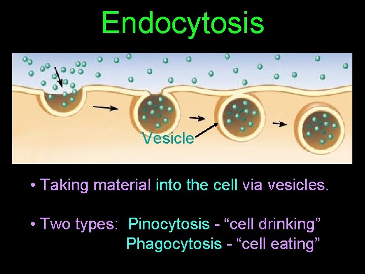 Endocytosis Vesicle • Taking material into the cell via vesicles. • Two types: Pinocytosis