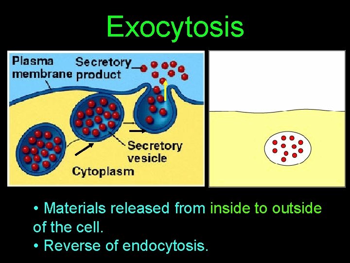 Exocytosis • Materials released from inside to outside of the cell. • Reverse of