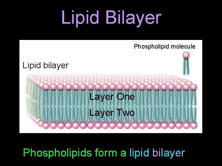 Lipid Bilayer Phospholipid molecule Lipid bilayer Layer One Layer Two Phospholipids form a lipid