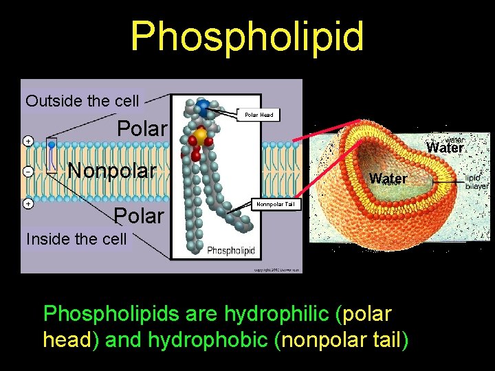 Phospholipid Outside the cell Polar Head Water Nonpolar Polar Water Nonnpolar Tail Inside the
