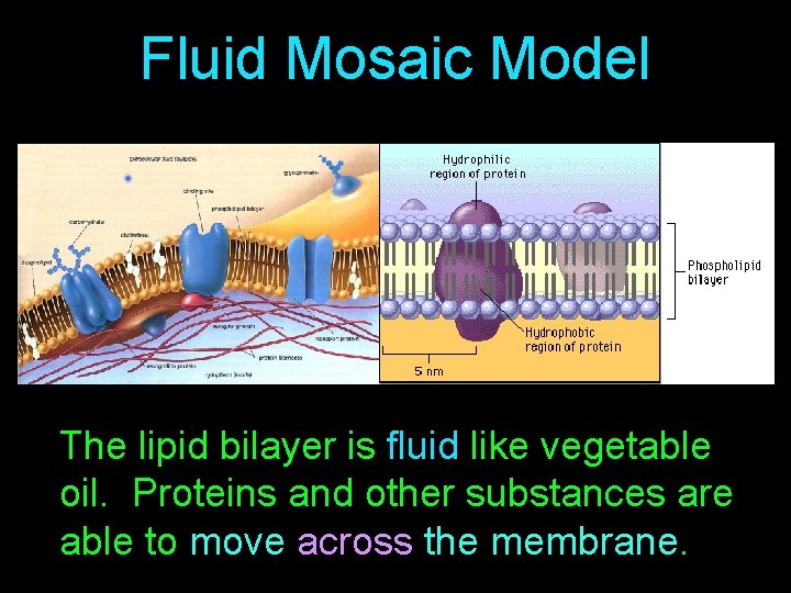 Fluid Mosaic Model The lipid bilayer is fluid like vegetable oil. Proteins and other