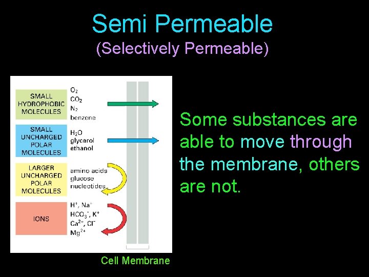 Semi Permeable (Selectively Permeable) Some substances are able to move through the membrane, others