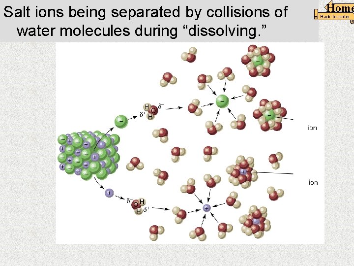 Salt ions being separated by collisions of water molecules during “dissolving. ” Home Back
