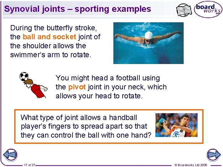 Synovial joints – sporting examples During the butterfly stroke, the ball and socket joint