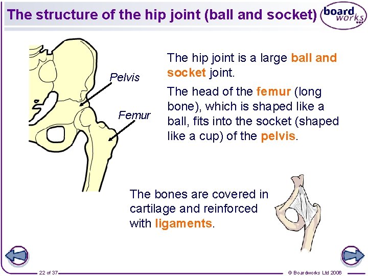 The structure of the hip joint (ball and socket) Pelvis Femur The hip joint