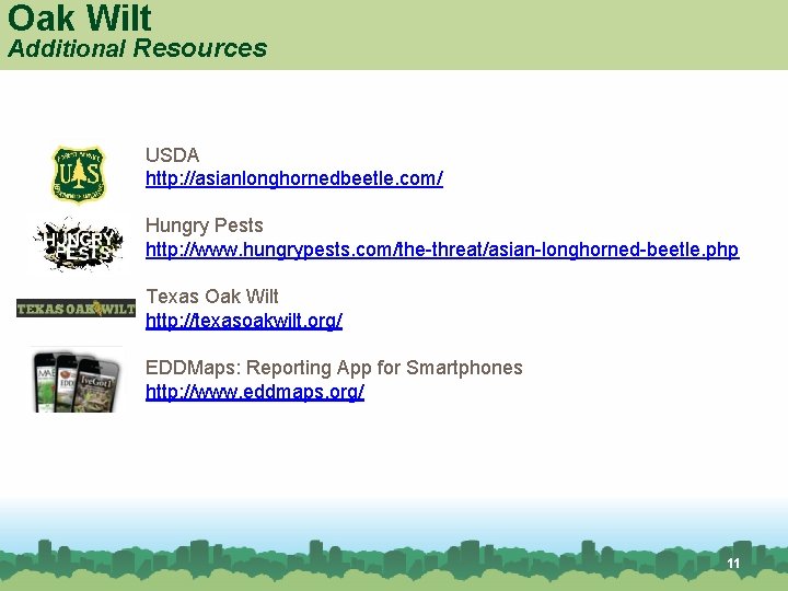 Oak Wilt Additional Resources USDA http: //asianlonghornedbeetle. com/ Hungry Pests http: //www. hungrypests. com/the-threat/asian-longhorned-beetle.