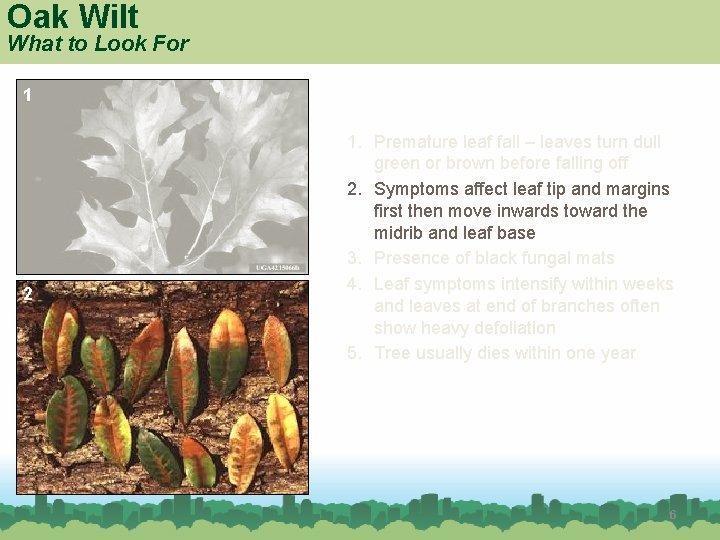 Oak Wilt What to Look For 1 2 Red oak 1. Premature leaf fall
