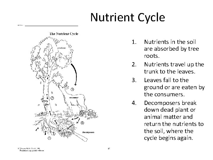 Nutrient Cycle 1. 2. 3. 4. Nutrients in the soil are absorbed by tree