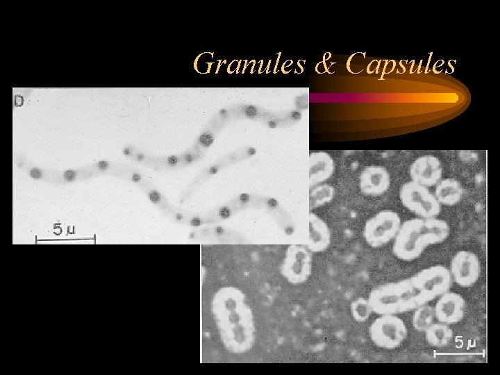 Granules & Capsules 