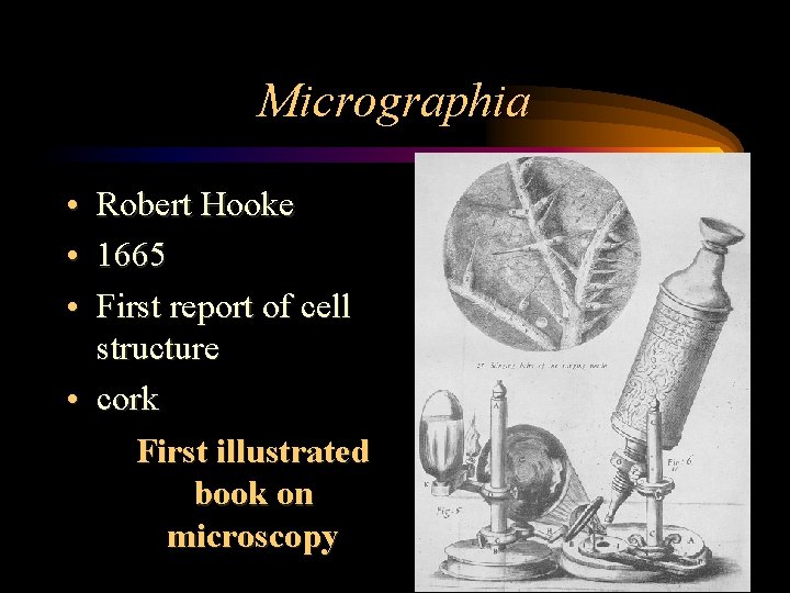 Micrographia • Robert Hooke • 1665 • First report of cell structure • cork