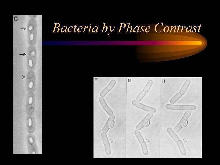 Bacteria by Phase Contrast 