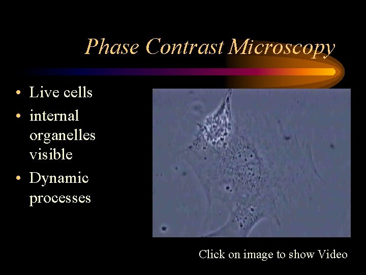 Phase Contrast Microscopy • Live cells • internal organelles visible • Dynamic processes Click