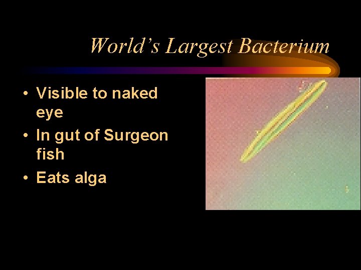 World’s Largest Bacterium • Visible to naked eye • In gut of Surgeon fish