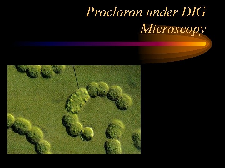 Procloron under DIG Microscopy 