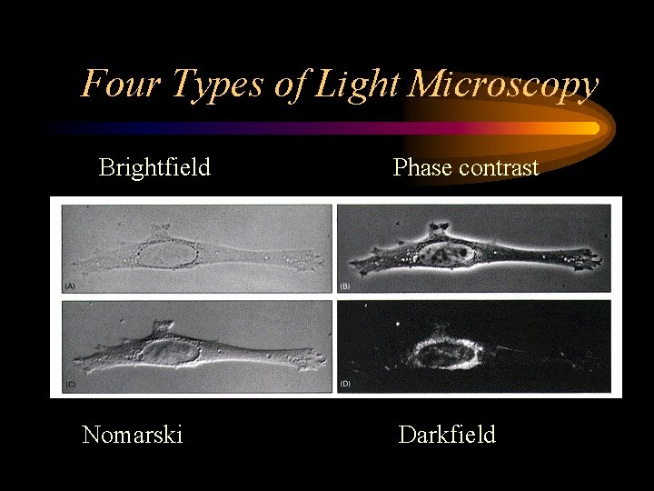 Four Types of Light Microscopy Brightfield Nomarski Phase contrast Darkfield 