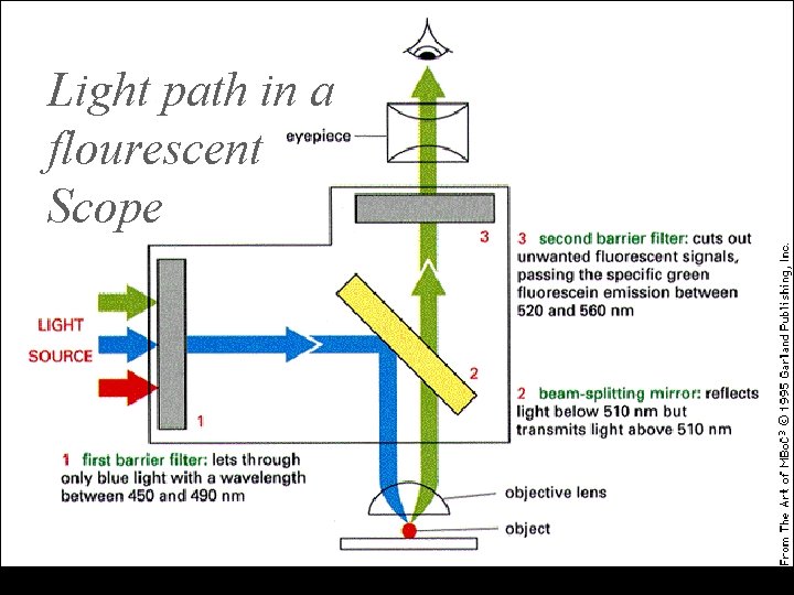 Light path in a flourescent Scope 