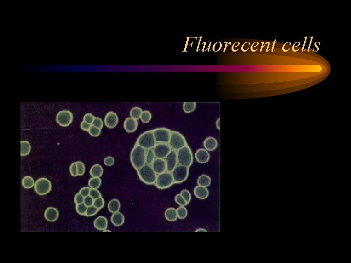 Fluorecent cells 