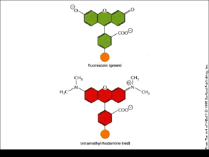 Fluorescent Molecules 