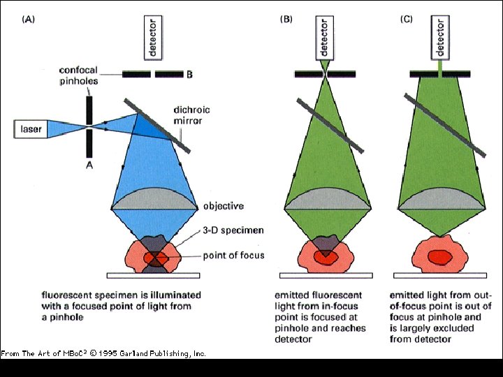 Confocal Microscopy 