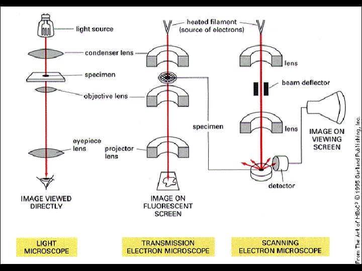 Lens in Microscopes 