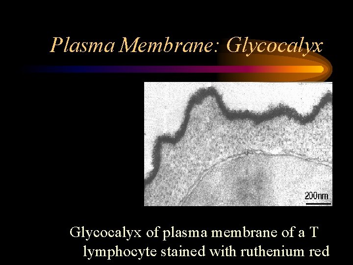 Plasma Membrane: Glycocalyx of plasma membrane of a T lymphocyte stained with ruthenium red