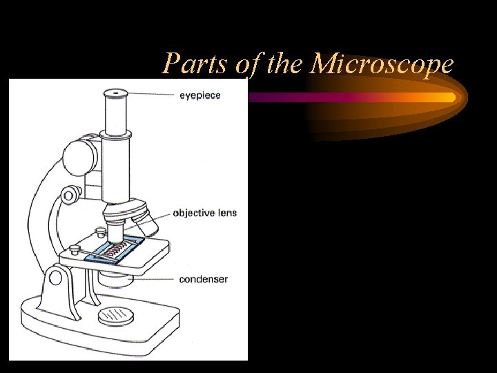 Parts of the Microscope 
