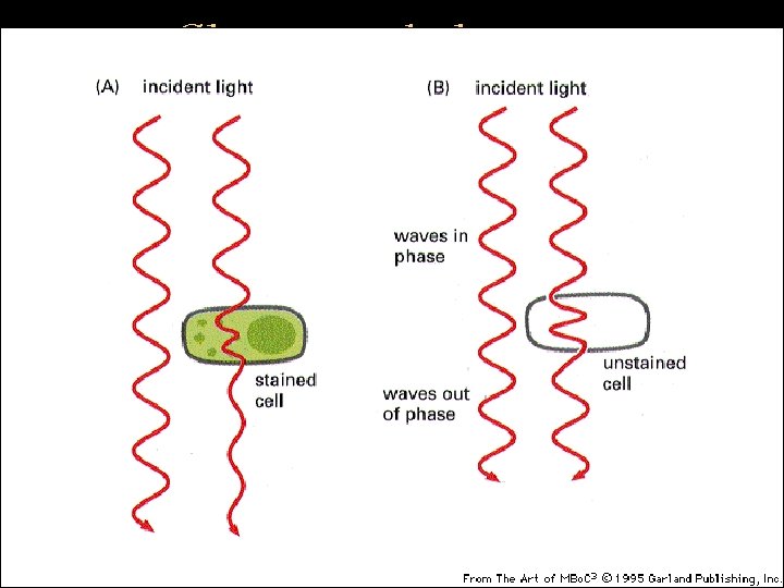 Changes in light as it passes through a cell 