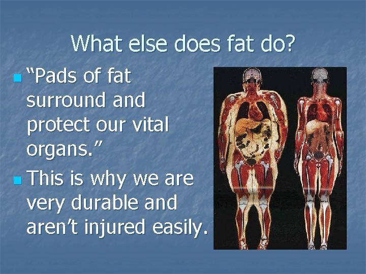 What else does fat do? n “Pads of fat surround and protect our vital