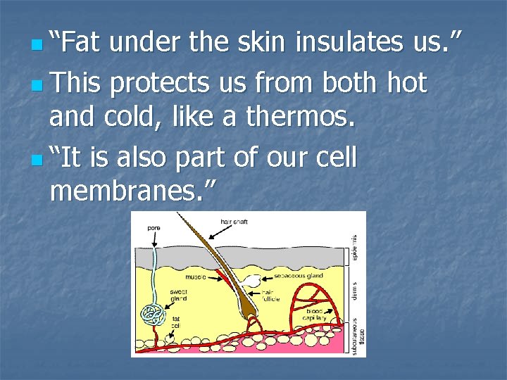 n “Fat under the skin insulates us. ” n This protects us from both