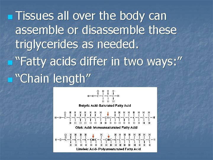 n Tissues all over the body can assemble or disassemble these triglycerides as needed.