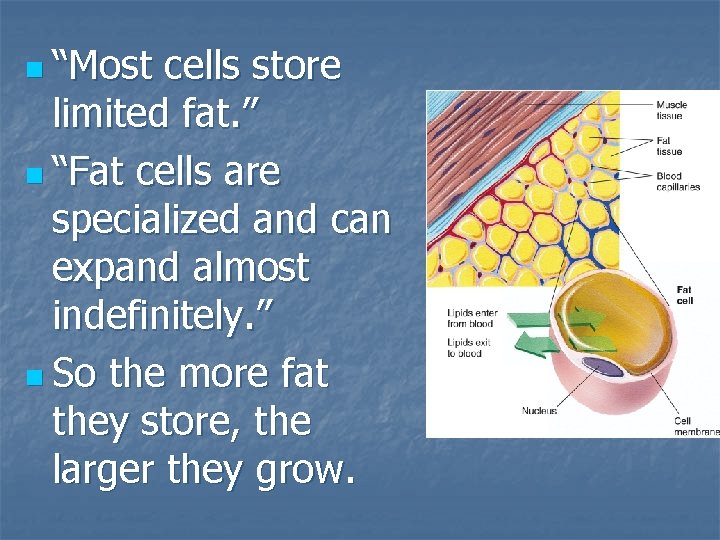 n “Most cells store limited fat. ” n “Fat cells are specialized and can