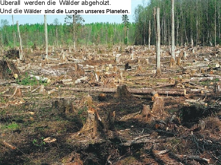 überall werden die Wälder abgeholzt. Und die Wälder sind die Lungen unseres Planeten. 