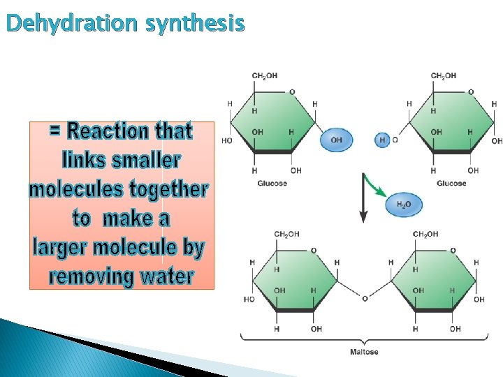 Dehydration synthesis 