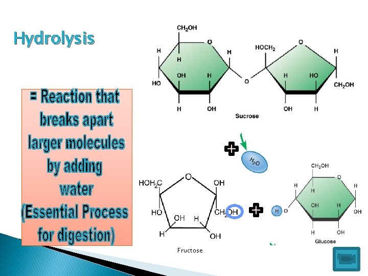 Hydrolysis Fructose 