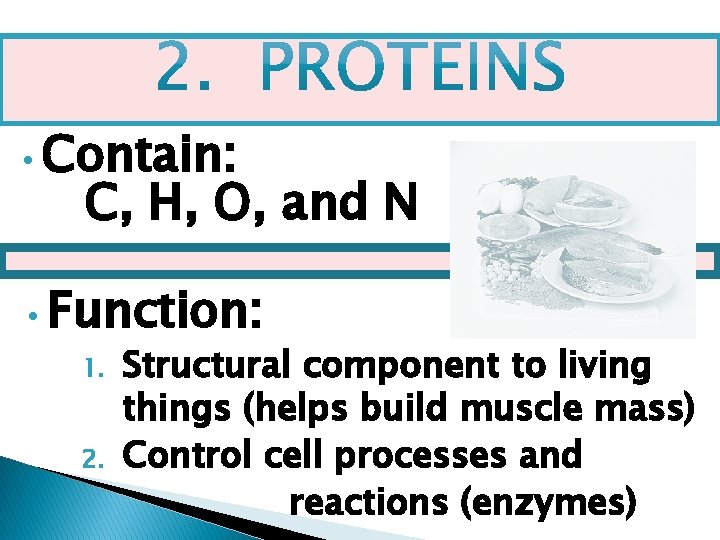  • Contain: C, H, O, and N • Function: 1. 2. Structural component